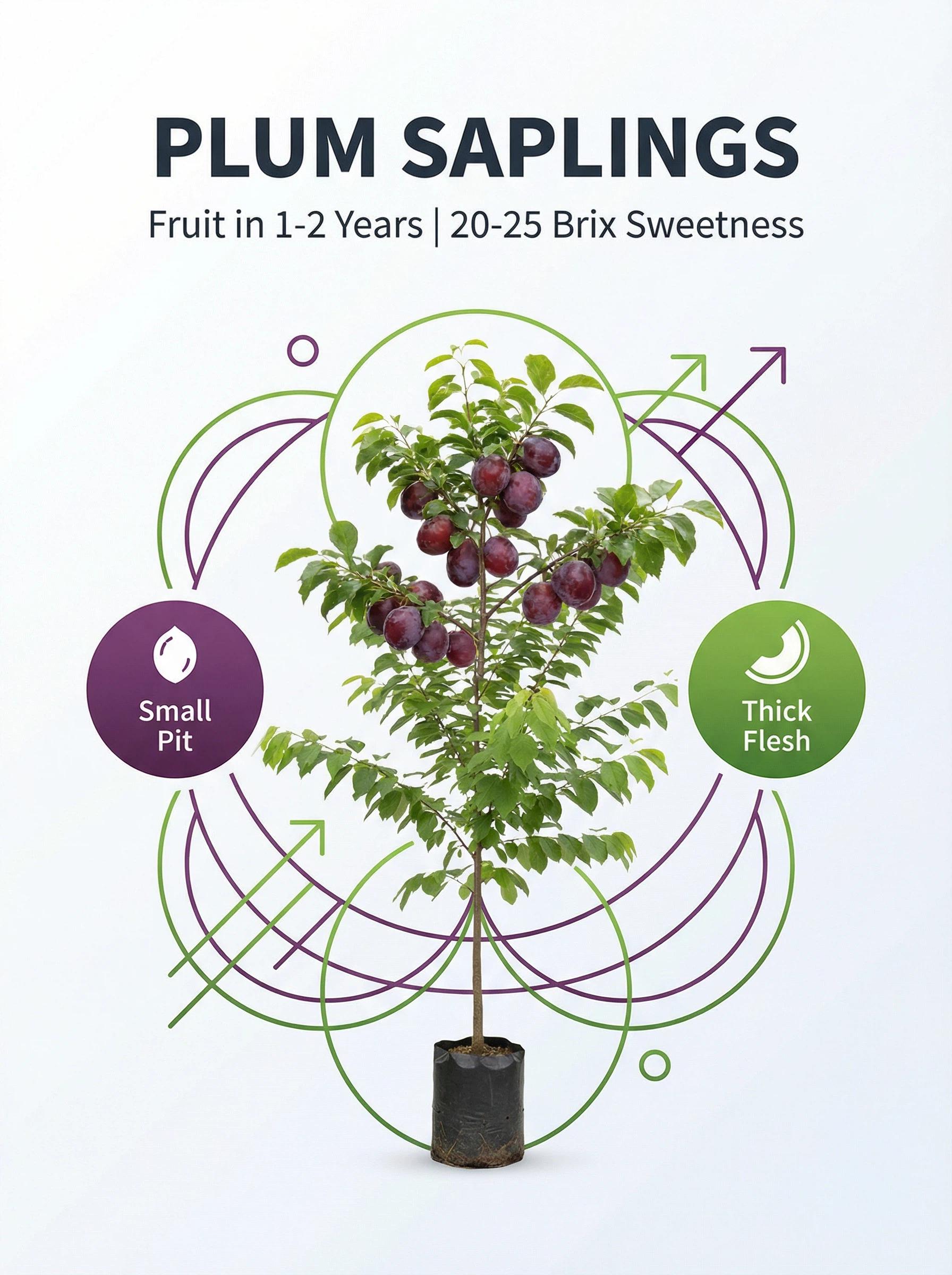 Live Exclusive  Heirloom Non-GMO Grafted Plum Tree Sapling – Live Perennial Fruit Tree for Outdoor Garden & Backyard Planting
