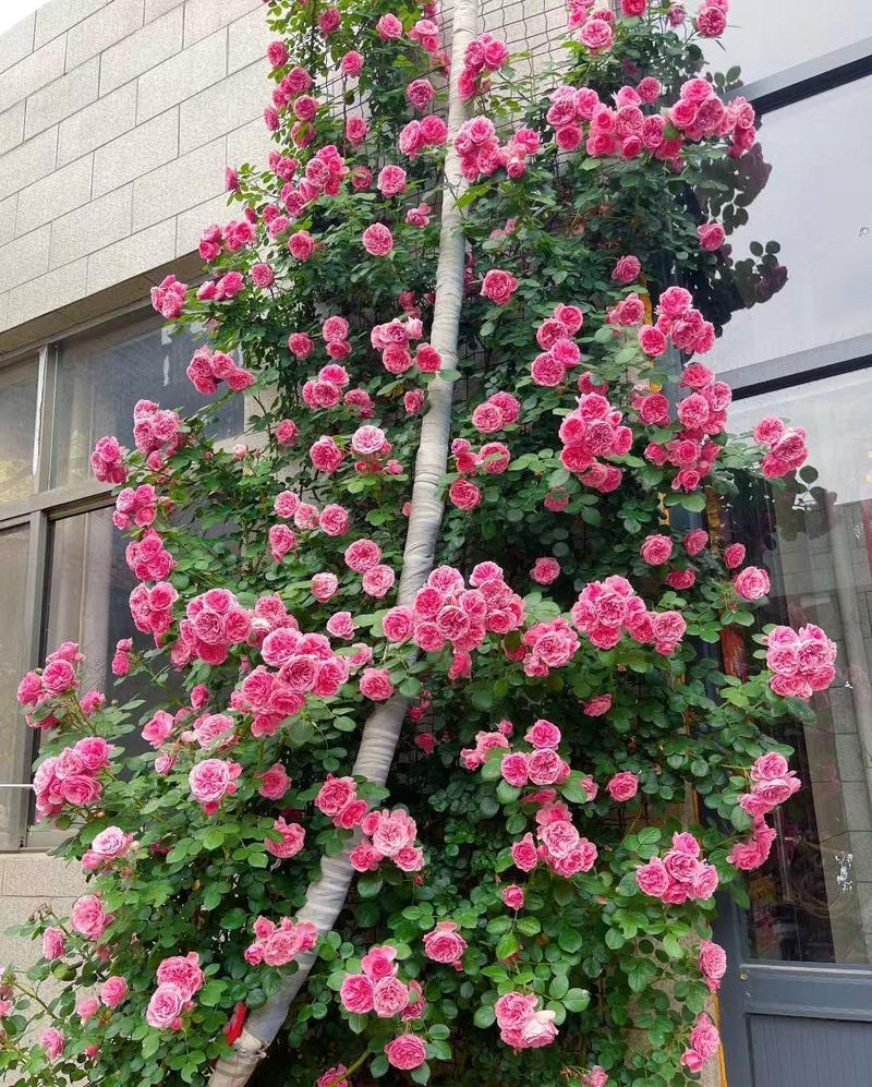 200+ Rose Seeds for Planting Outdoor & Indoor Garden, Perennial Heirloom Open Pollinated Flower Seeds, Non-GMO Hardy Easy Growing for Beginners & Gardeners