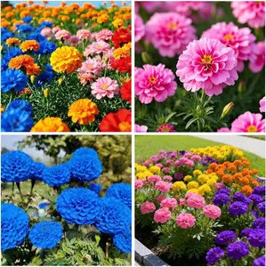 500PCS Mixed Marigold Seeds for Planting | Non-GMO Heirloom Open-Pollinated Garden Flowers, Easy to Grow and Low Maintenance, Bright Long-Blooming Annuals for Outdoor Gardens, Flower Beds, Borders, Pots, and Yard Landscaping