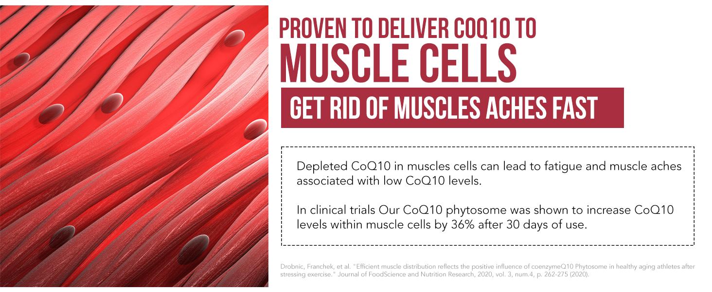 SoActive CoQ10 (250 mg)- CoQ10 Phytosome Healthcare Capsule