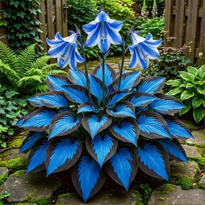 1000 pcs Hosta Seeds – Classic Shade Perennials for Peaceful Landscapes