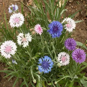 Cornflower, Mixed Tall (Centaurea cyanus)