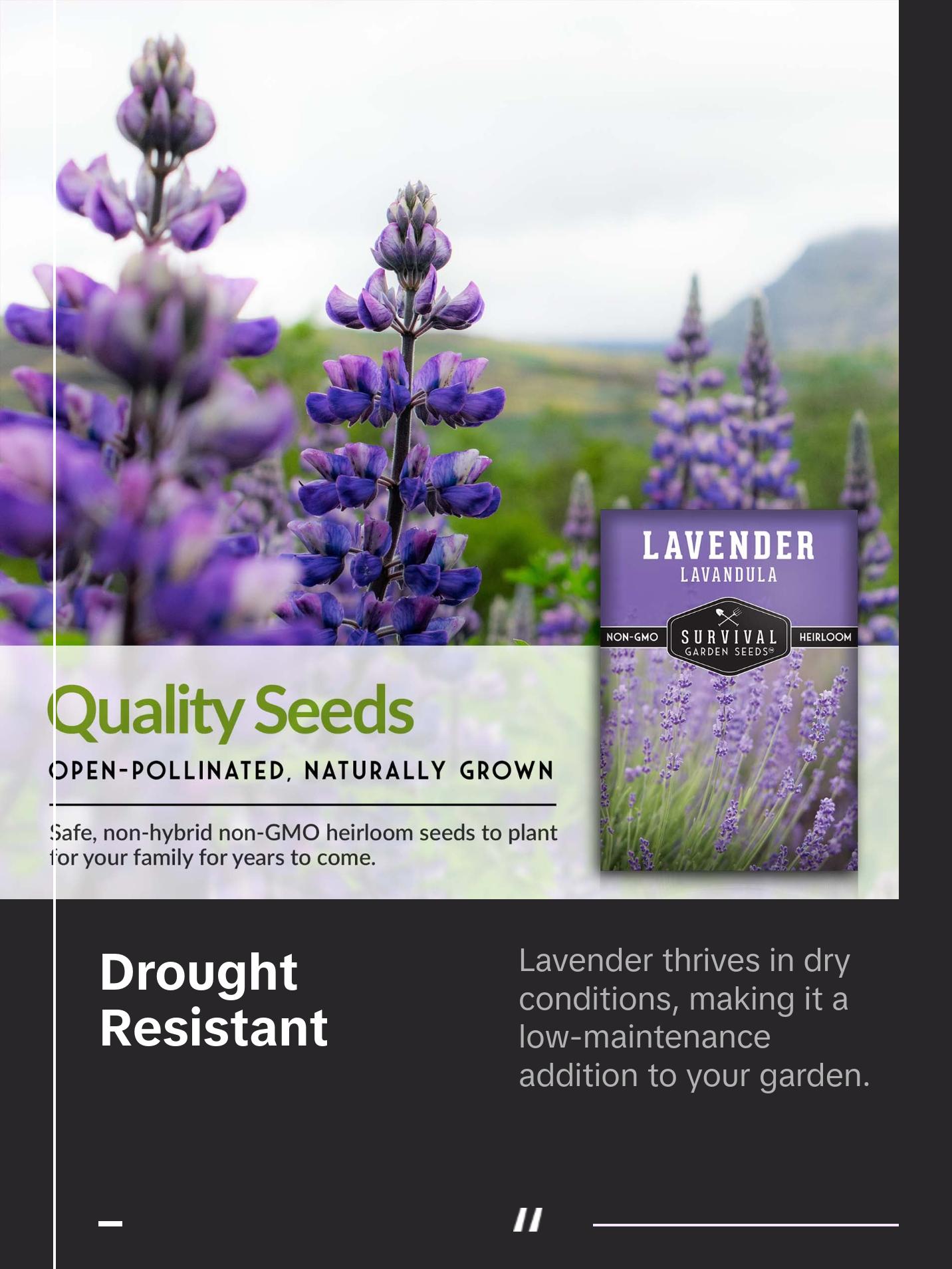 Survival Garden Seeds Lavender Seed for Garden Planting - Fragrant Flowers Non-GMO Heirloom Lavandula Herb for Relaxing & Drought Tolerant Perennial Favorite Survival Garden Seeds Lavender Seed for Garden Planting - Fragrant Flowers Non-GMO Heirloom Lavandula Herb for Relaxing & Drought Tolerant Perennial Favorite