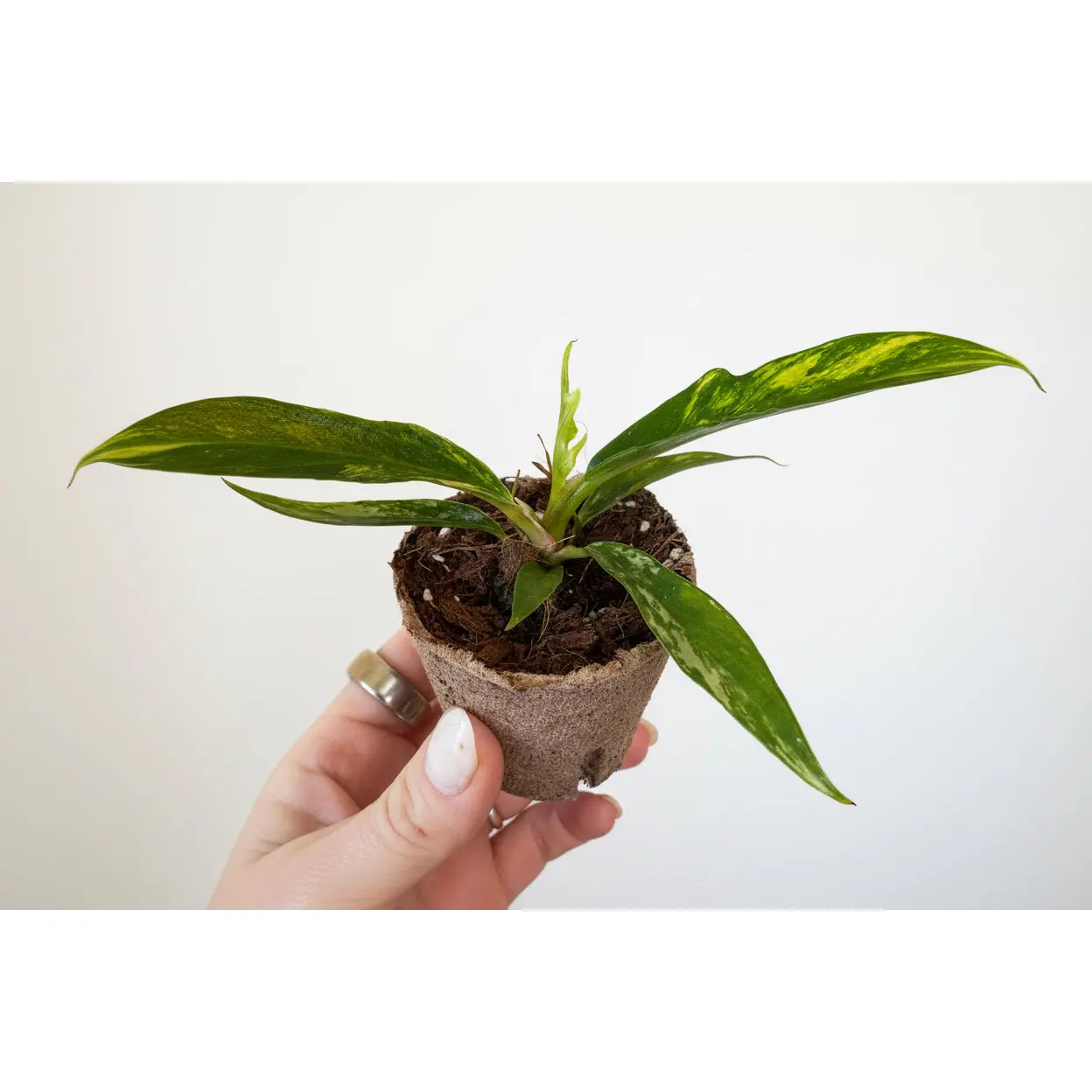 Variegated Philodendron Tortum – 2” Plug (Rare)