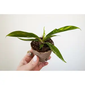 Variegated Philodendron Tortum – 2” Plug (Rare)