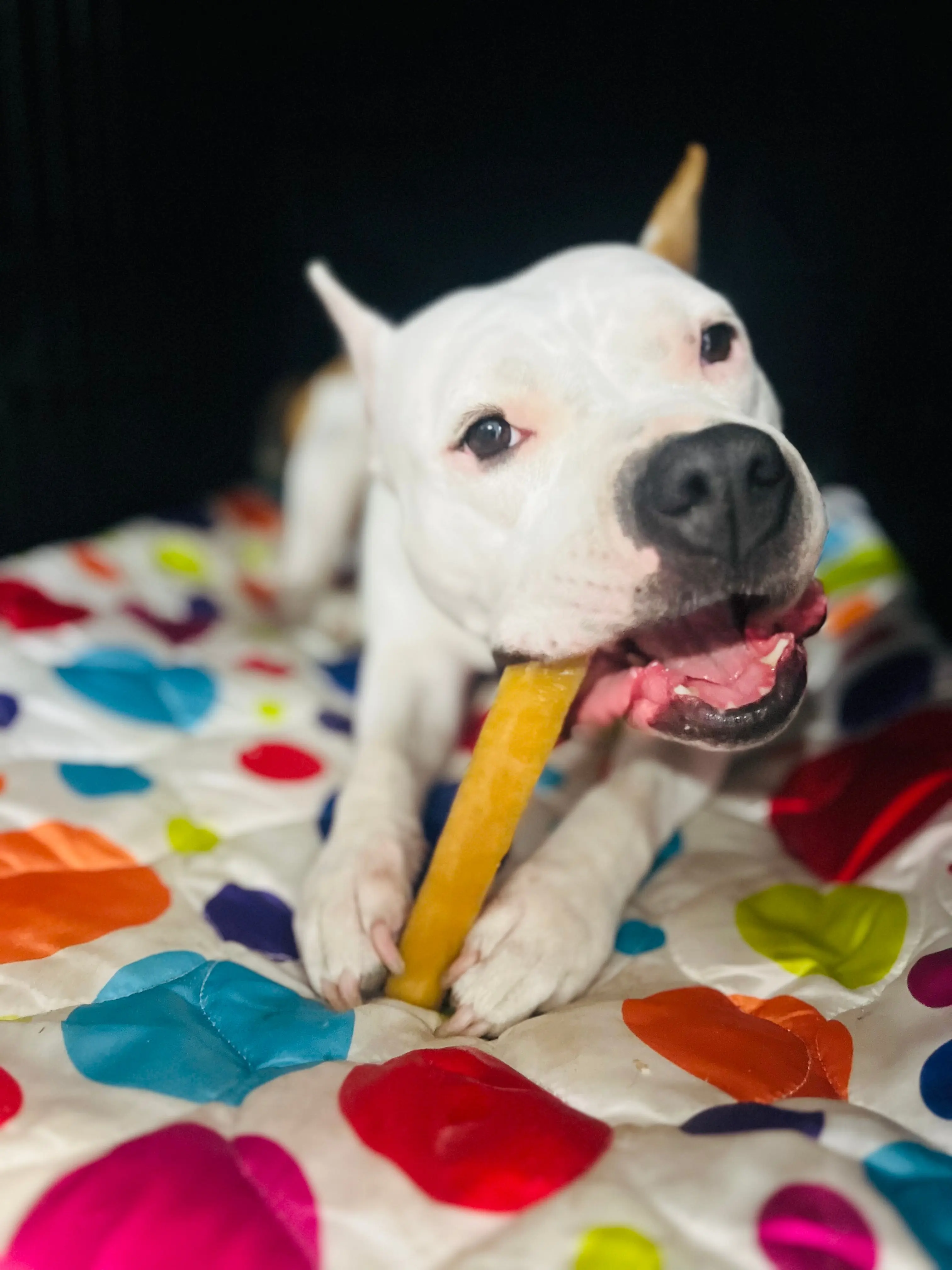 XXL Yak Chews - 5 oz