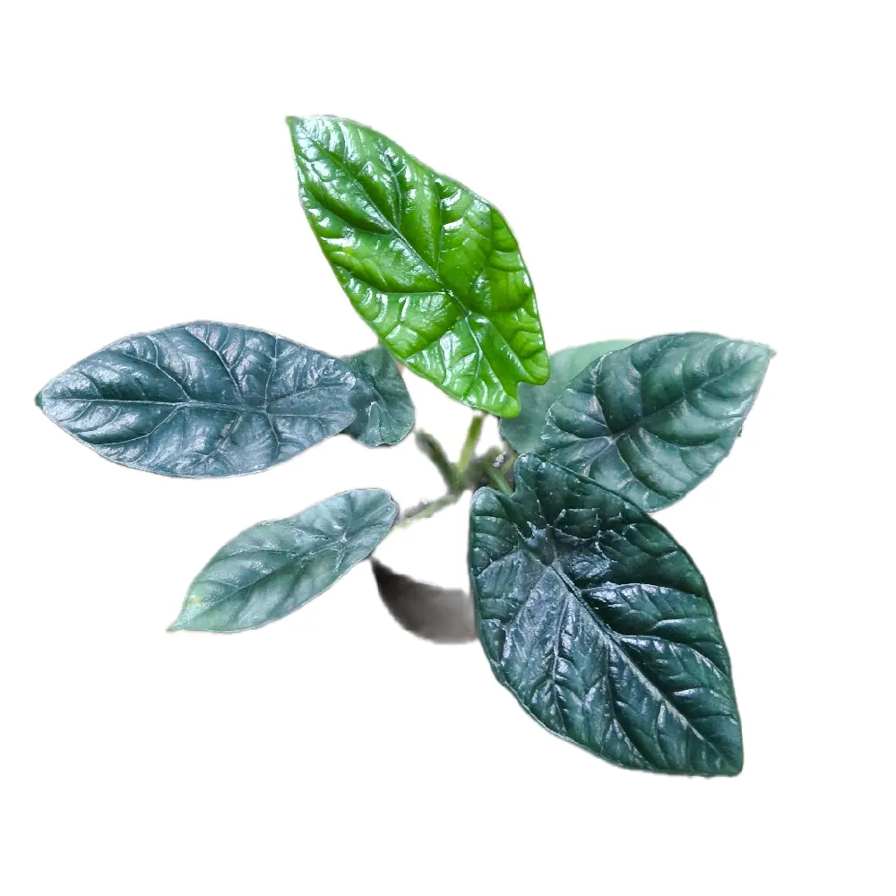 Al Sinuata wax plant