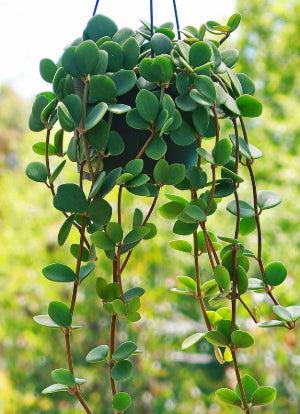 Peperomia Hope 'Peperomia tetraphylla'