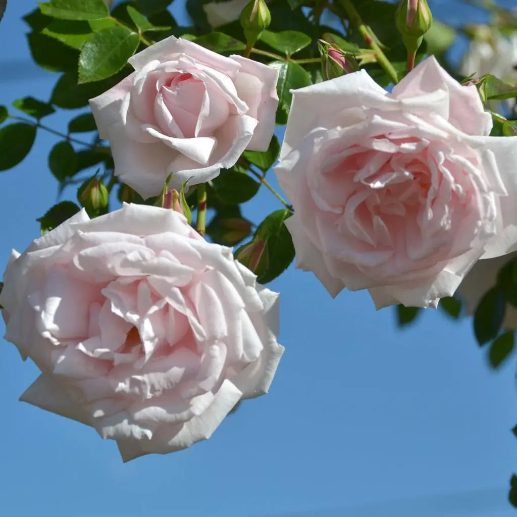New Dawn Climbing Rose Live Plant  Fragrant Pink Repeat Bloomer | Fast Growing Garden Vine for Trellis Fence Arbor