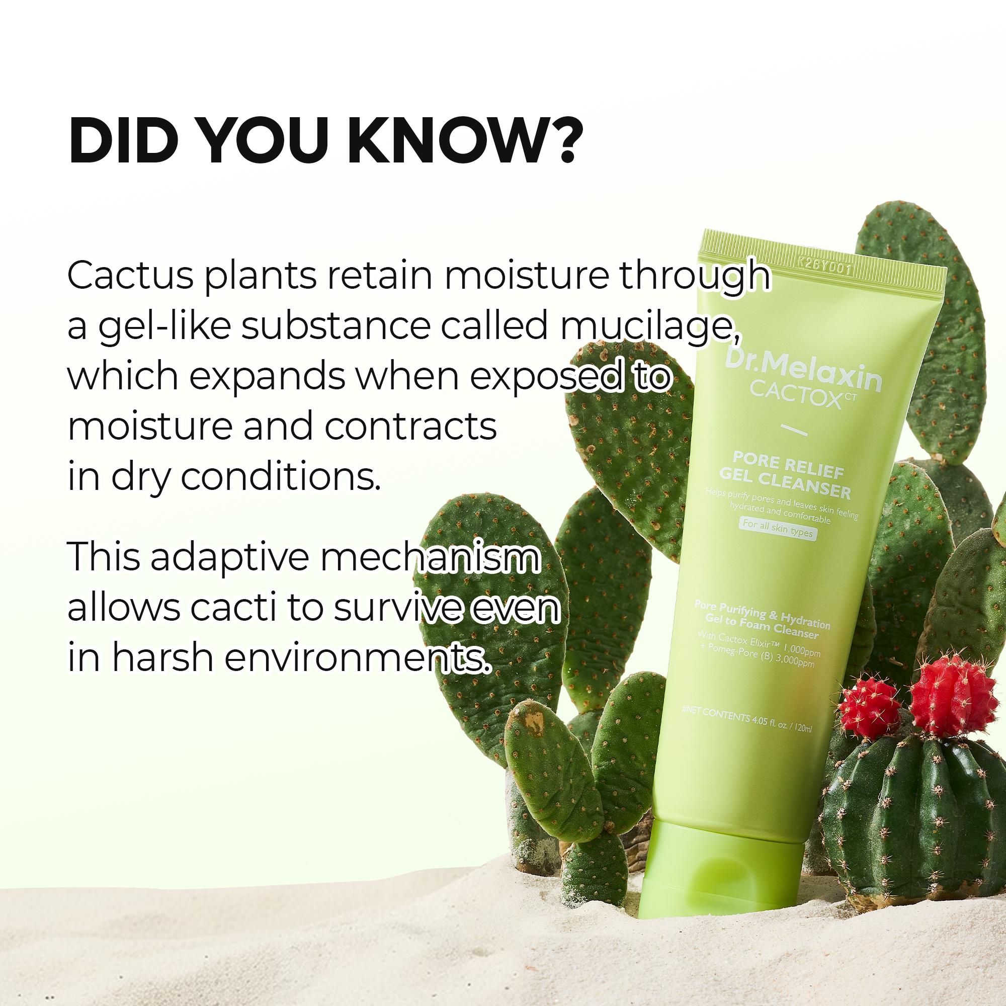 [Dr.Melaxin Official] CACTOX Pore Relief Gel Cleanser 120ml with Cactus Cooling & Dehydrated Pore Care