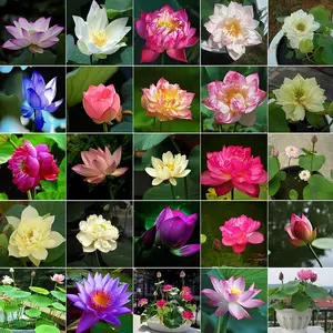Mixed Bonsai Bowl Lotus 40pack Seeds-Vibrant Water Lilys Flower Plant for Fresh Gardens-Non-GMO Aquatic Seeds (Mixed Color)Includes Detailed Planting Guide,Perfect for Ponds,Water Gardens&Gifts,High Germination,Easy to Grow