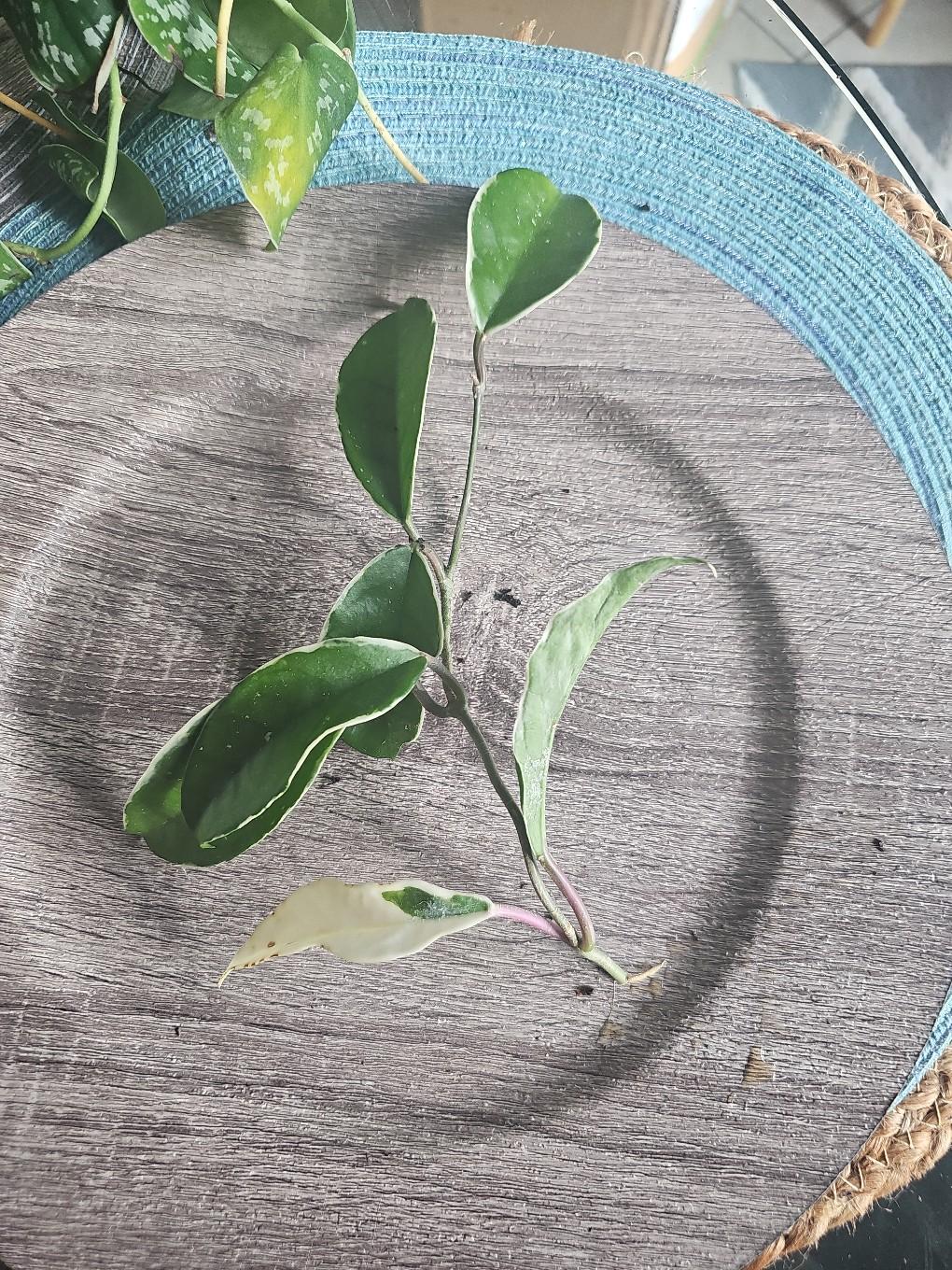 queen hoya - free shipping