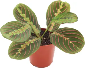 Red Maranta Prayer - 4'' from California Tropicals