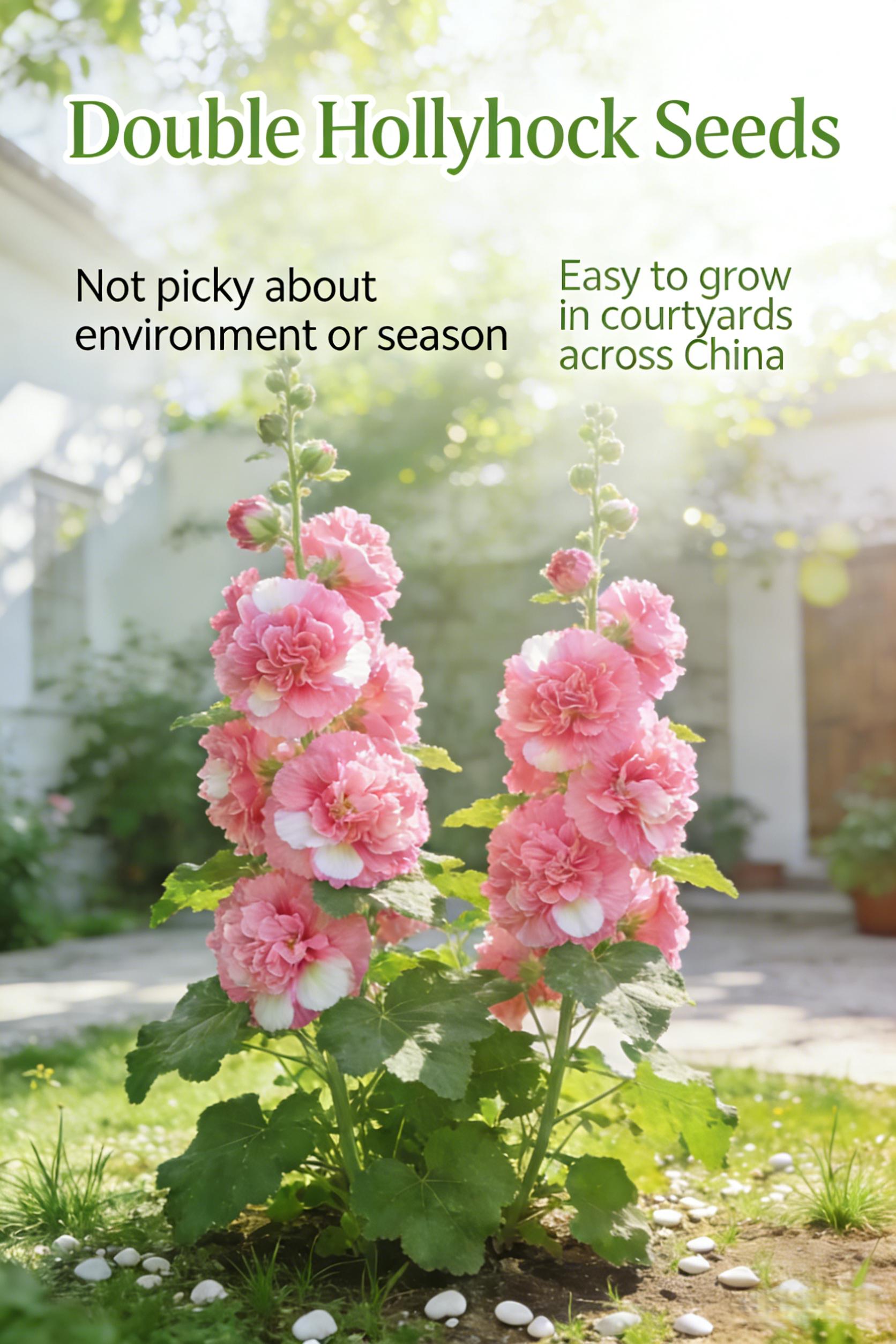 200PCS Double Hollyhock Seeds ‘Radiant Rose’ – Mixed Color Heirloom Flower Seeds, Hardy Biennial Tall Garden Flowers for Planting