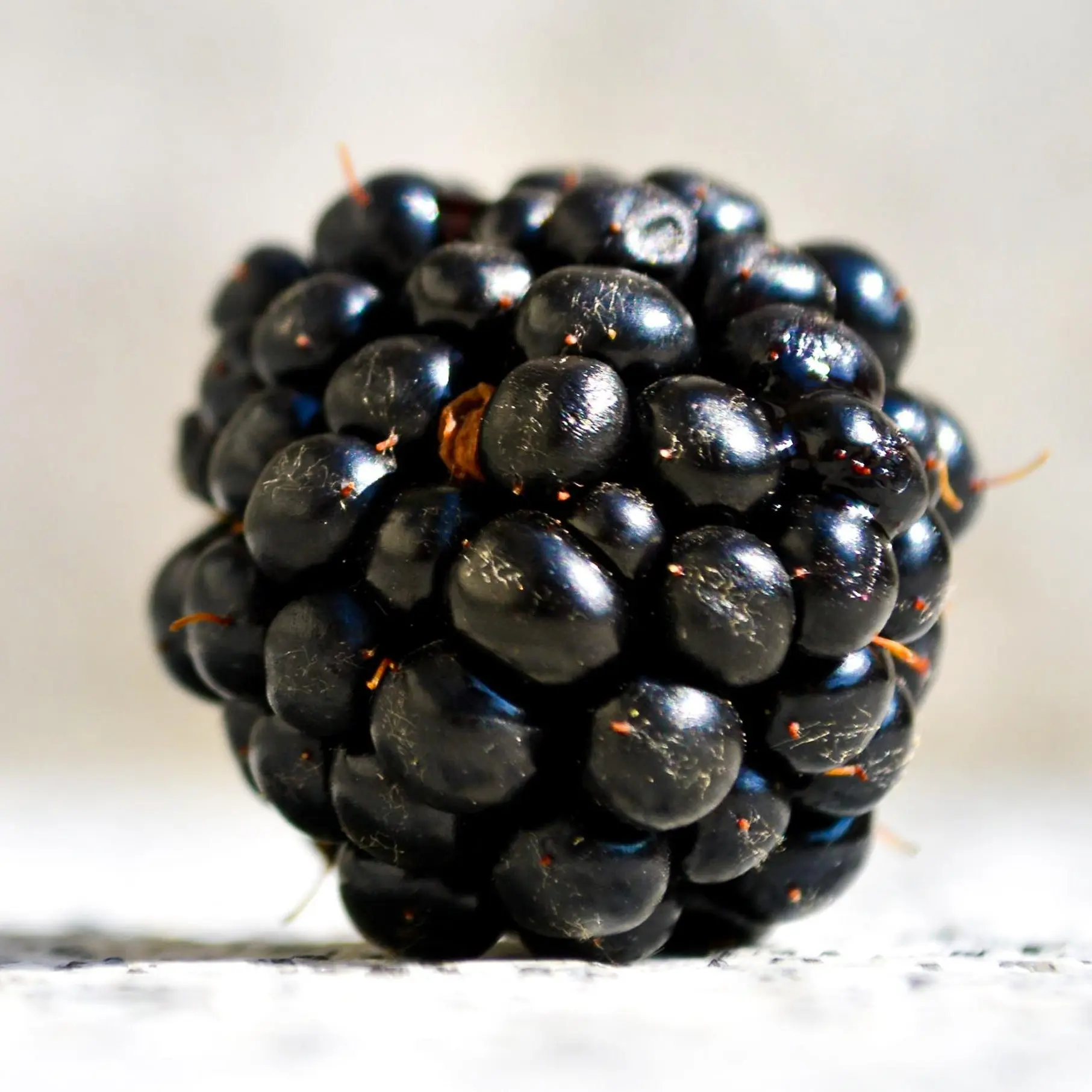 Ponca Blackberry Plug Plants – Thornless Early-Season Variety | Super Sweet, Firm Berries | High Yield & Cold Hardy | Hand Picked Nursery
