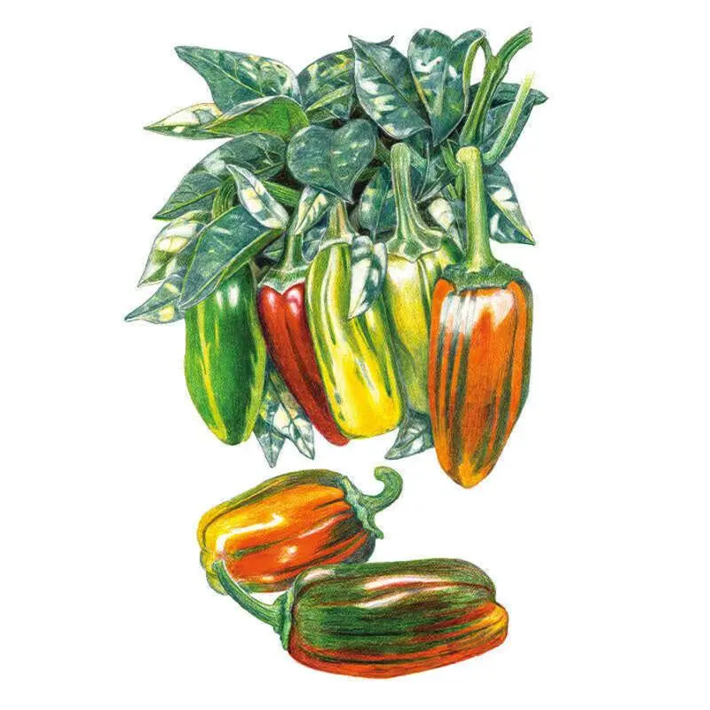 Candy Cane Chocolate Cherry Sweet Pepper Seeds, Edible Foliage Plant for Patio, Fast-Ripening Variety Ideal for Salads