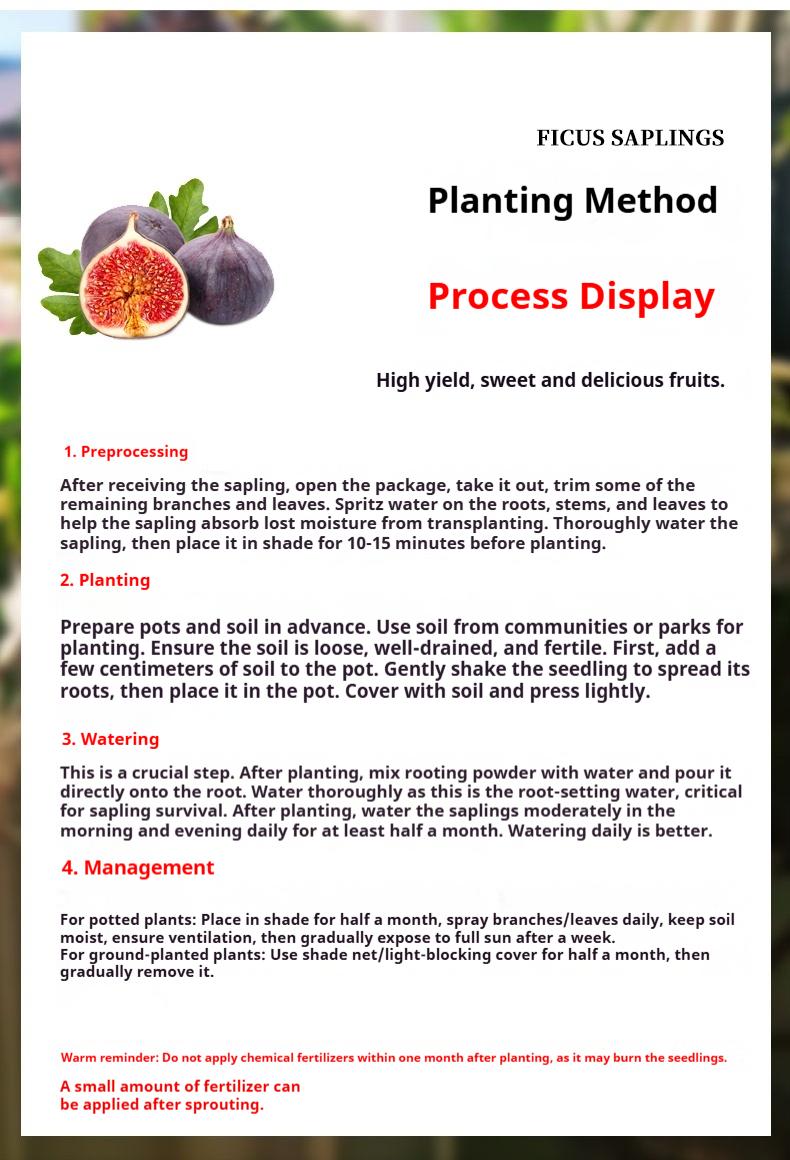 Fig Tree Seedling for Home Gardening|Beginner Friendly Fruit Tree for Indoor or Outdoor Growing Fig Tree Seedling for Home Gardening|Beginner Friendly Fruit Tree for Indoor or Outdoor Growing