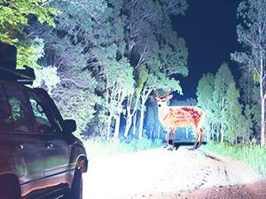 Nilight Headlight Assembly Compatible with 2001 2002 2003 Honda Civic Headlamps Replacement Chrome Housing Amber Reflector Upgraded Clear Lens Driver and Passenger Side