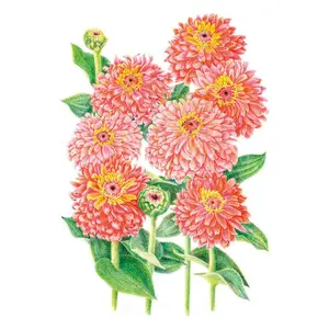 Senora Zinnia Seeds Senora Zinnia Seeds
