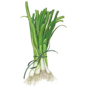 White Lisbon Bunching/Scallion Onion Seeds White Lisbon Bunching/Scallion Onion Seeds