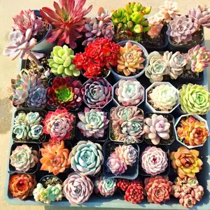 Custom Succulent Bundle (1/12/15 Pcs) – Assorted, Easy Care, Beginner Friendly. Ideal Desk Plants Custom Succulent Bundle (1/12/15 Pcs) – Assorted, Easy Care, Beginner Friendly. Ideal Desk Plants