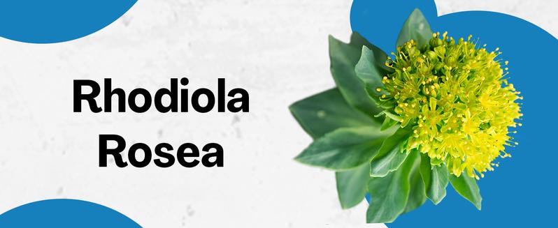 Zoyava Corti-Soothe Supplement, All-in-One Cortisol Supplement with Magnesium, Ashwagandha, L-Theanine & 10+ Extra Strength Ingredients, 60 Capsules, MADE IN USA