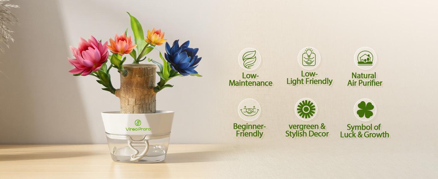 Brazilian Lucky Wood Live Plant - U.S. Grown with Nutrient Solution, Minimalist/Boho Indoor Desktop Ornament, Low-Maintenance Lucky Plant