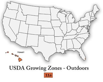 Variegated String of Hearts 'Ceropegia Woodii Variegata'