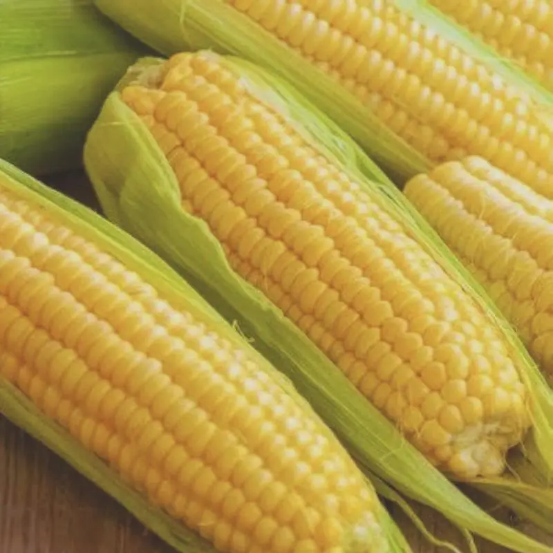 50 Pcs Yellow Corn Seeds – Traditional Maize Seeds for Backyard Garden and Outdoor Planting, Seeds Only