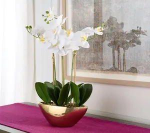 24" Orchid In Slim Metallic Pot by Valerie