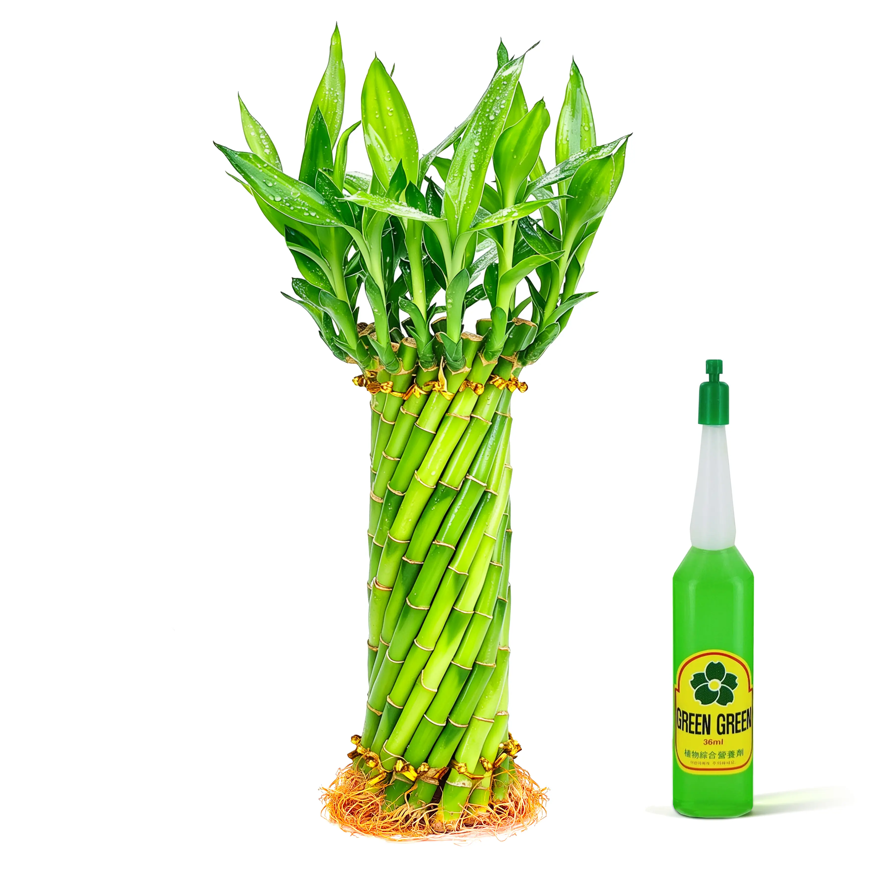 8" Tornado Spiral Lucky Bamboo Live Plant - Low Maintenance Aesthetic Decor (Nutrient Included)