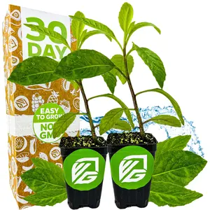 (2-Pack) Longevity Spinach Live Plant - Gynura procumbens - Wellspring Gardens Nutrient-Rich Live Vegetable Plants - Vibrant & Healthy Plants, Easy to Grow & Maintain - Ideal for Outdoor & Indoor Planting