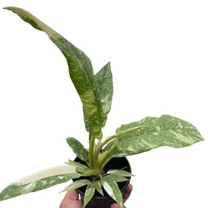 Philodendron Ring of Fire Variegated