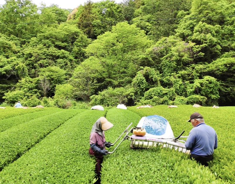 VIOJ Lightly Sweet Matcha Tea Powder from Shizuoka Japan Authentic Rich Flavor Smooth Grassiness Creamy Sweetness 60g