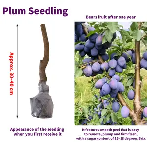 Living Plum Tree – Heirloom: Sweet fruit tree seedlings, hardy and easy to grow, non-GMO heirloom variety, suitable for gardens and backyards.