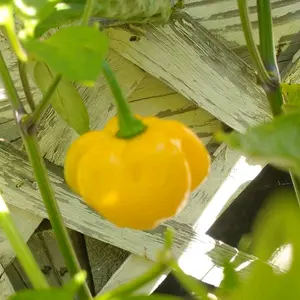 Yellow Jamaican Scotch Bonnet Pepper Seeds 15+