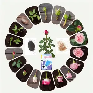 300 PCS Mix Colorful Flower Rose Seed All Seasons Planting Outdoor Flower Rose Seeds Fragrant Climbing Rosa Bush Vine Flower Easy Grow Low-Maintenance for Planting