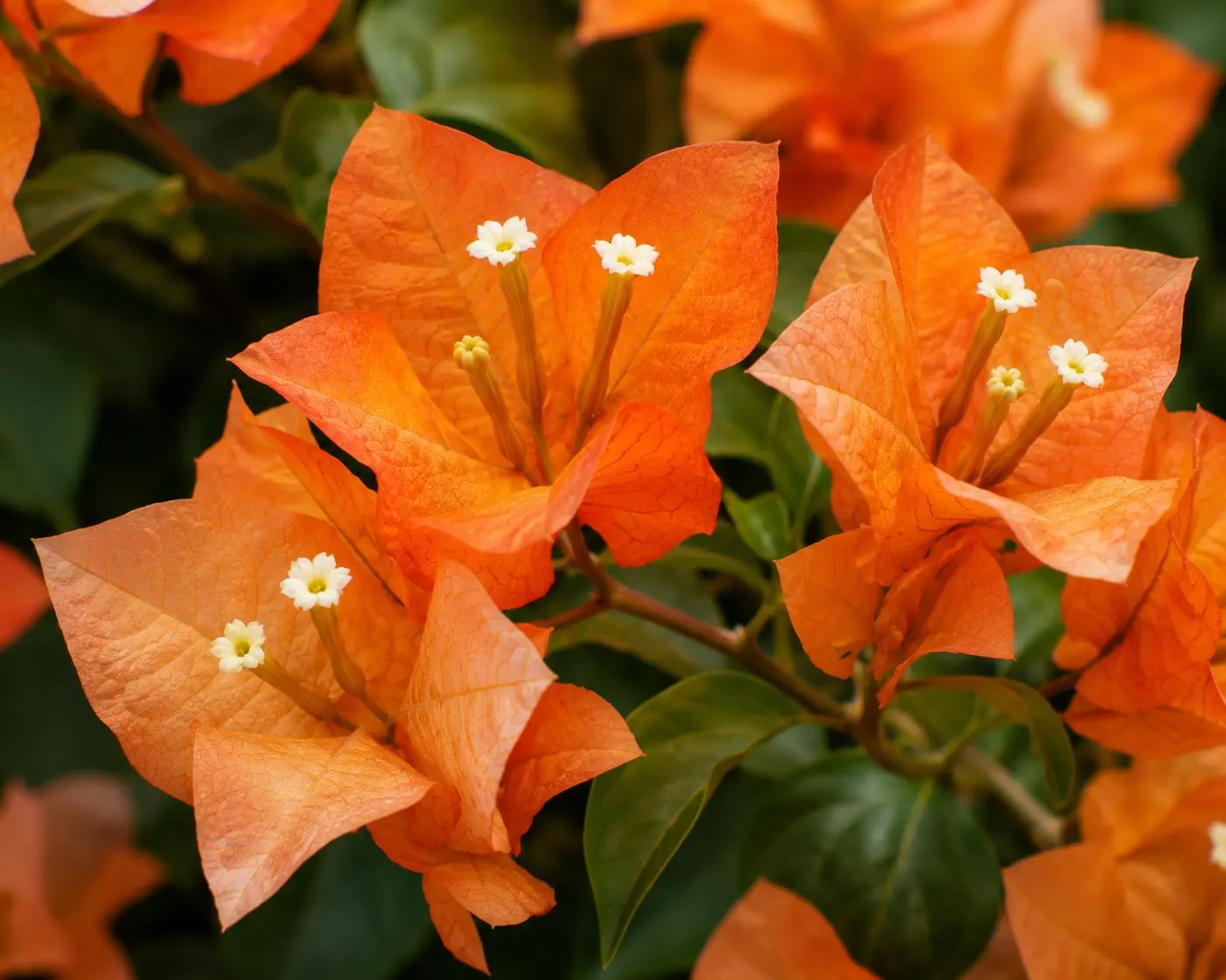 Bougainvillea 'Sundown Orange' Live Tropical Climbing Plant - 1 Gal Pot, Outdoor Decorative Garden Flower Shrub with Vibrant Blooms for Home Improvement