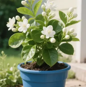 30+ Perennial Jasmine Seeds – Easy-to-Grow Bonsai or Garden Plants for Stunning Blooms