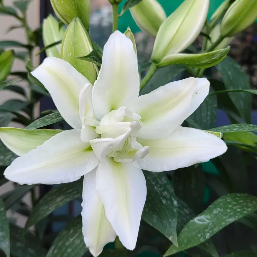 Aisha Double White Lily Bulbs, Elegant Roselily Oriental Lily with Light Green Center, Long Lasting Blooms, Ideal Potted Plant & Garden Border Flower