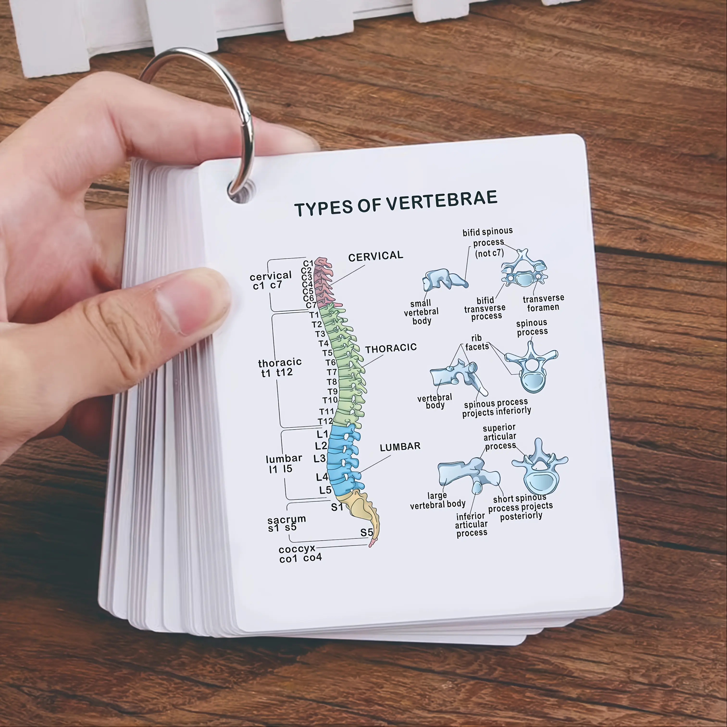 18 Body Frame Flashcards - Labeled with Front/Back View | Medical School Study Guide, Anatomical Diagram for Students, Doctors, Nurses | Schematic Diagram of The Skeletal System with Key Terms, Double-Sided Printed Pattern, Medical Notebook,