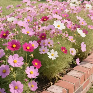 100 Cosmos Flower Seeds – Colorful Large Cosmos Mix, Easy to Grow High Germination Wildflower Seeds for Backyard Garden, Flower Beds & Summer Bloom