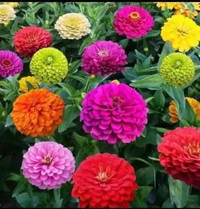 200 Zinnia Seeds for Planting, Colorful Garden Flower Seeds for Outdoor Beds and Containers, Seeds Only, Not Live Plants