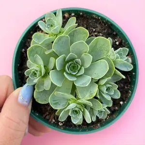 4” Greenovia Dodrentalis Mountain Rose