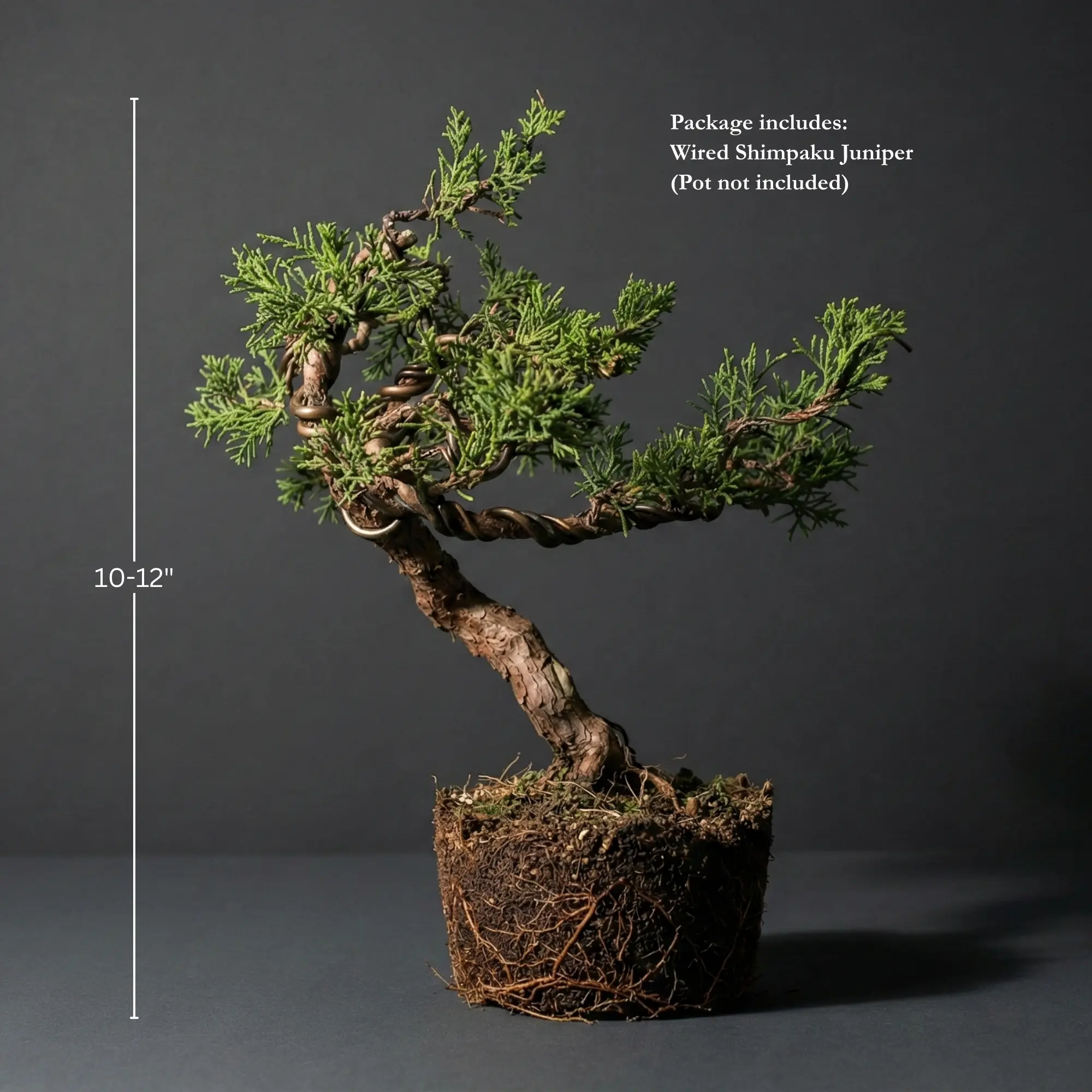 Hand-Styled Artistic Shimpaku Juniper Bonsai Tree - Live Artistic Twisted  Trunk Juniperus,Wired Mini Bonsai,Best Gift for Plant Lover,Home Decoration  - TikTok Shop