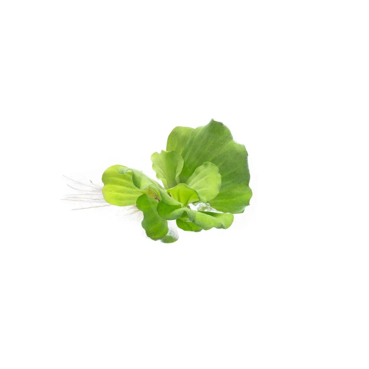 Pistia Stratiotes/ Water Lettuce