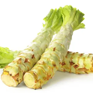 Celtuce Stem Lettuce Organic Seeds (Lactuca sativa var. augustana) Unique lettuce grown for thick crisp stems and tender leaves; mild flavor perfect for stir-fries and fresh dishes