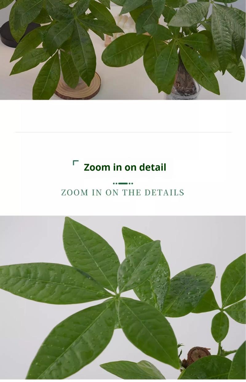 Indoor Bonsai Money Tree - 5 Leaflets All-Round Fortune Plant, Bulbous Trunk & Long-Lasting Ornamental Value, Sturdy Branches for Desk & Home Decor (High Survival)