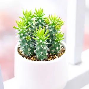 Austrocylindropuntia cylindrica Cactus