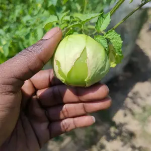 Tomatillo verde seeds 20+
